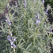 Lupines are a humanoid wolf race, bearing their ears, tail, and fangs. Blue Lupin Green Manure Lupinus Angustifolius De Bolster Organic Seeds