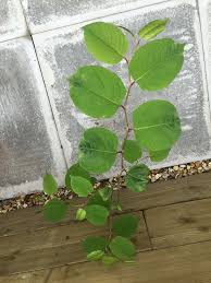 In the uk, japanese knotweed is established in the wild in many parts of the country and creates problems due to the impact on biodiversity, flooding management and damage to property. Removal Of Japanese Knotweed In Harrow Case Study