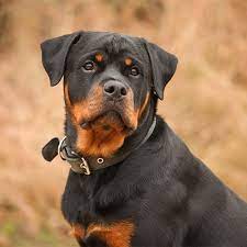 The rottweiler is known to be a natural herder that demands exercise daily. Rottweiler Pdsa