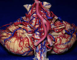 Image result for Posterior Circulation