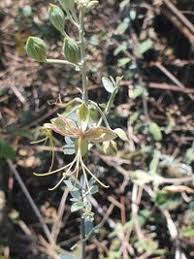 Image result for Cadaba farinosa