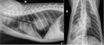Causes of bone cancer in cats most primary bone tumors develop unexpectedly with no known or apparent cause, especially osteosarcoma. Primary Bronchial Carcinoma Associated With Bone Marrow Metastasis And Paraneoplastic Monoclonal Gammopathy In A Cat