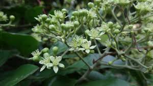 Image result for Clausena