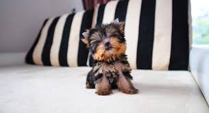 Yorkie puppies, in general, are delightful characters, and are lively, entertaining, and very loyal. Teacup Yorkie A Guide To The World S Smallest Dog
