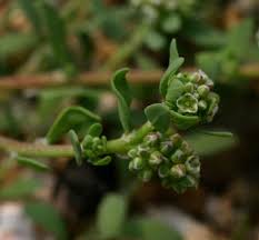 Image result for Corrigiola litoralis