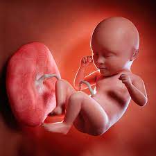 Ab wann ist das Geschlecht eines Ungeborenen erkennbar? NETPAPA®