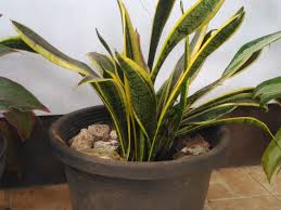 Sehingga, jenis tanaman hias yang satu ini sangat cocok untuk diletakkan di luar rumah, serta dibudidayakan di dataran yang memiliki suhu tinggi atau. Rekomendasi Tanaman Hias Tahan Panas Matahari