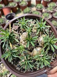 Image result for Euphorbia