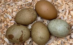 Check spelling or type a new query. Complete Guide To Olive Egger Chickens And How To Breed Them With Faq S Cluckin