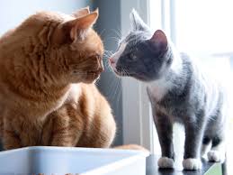 Check spelling or type a new query. How To Introduce Your Cat To A New Cat