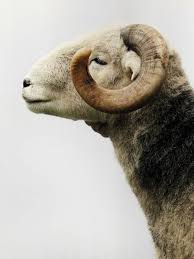 Which Famous Aries Are You Most Like Animals Animals Beautiful Cute Animals