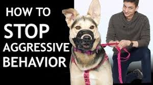 Puppies should never be encouraged in rough play as this sends to message that. How To Train Your Dog To Stop Snapping At People Stop Aggressive Reactive Behavior Youtube