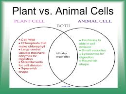 Check spelling or type a new query. Cell Structures Organelles Function Mr L Diagram Quizlet
