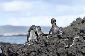 Some feature imposing active volcanoes, while others flaunt idyllic beaches and remote. Galapagos Islands In September Travel Tips Weather And More Kimkim