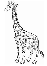 Coloring pages for kids giraffes coloring pages. Coloring Page Giraffe Free Printable Coloring Pages Img 12758