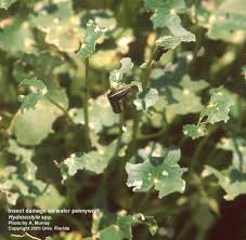 Image result for Hydrocotyle mannii