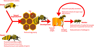 Therefore, the social cost of sugar consumption is greater than the private cost of sugar. Frontiers Understanding The Effects Of Sublethal Pesticide Exposure On Honey Bees A Role For Probiotics As Mediators Of Environmental Stress Ecology And Evolution