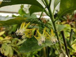 Image result for hoya multiflora
