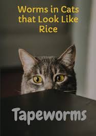 Tapeworms Worms In Cat That Look Like Rice Or Sesame Seeds Mack Packing