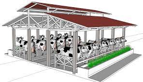 Sapi jenis ini memiliki pertumbuhan lebih cepat jika dibanding dengan jenis sapi lain, sehingga sapi ini ketika anda ingin memilih kandang untuk sapi, alangkah baiknya pilih kandang yang sesuai dengan kebutuhan serta buat kandang yang sesuai dengan. Pin Di Kandang Sapi Modern