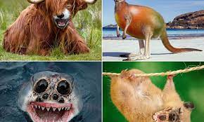 25 hybrid animals species made in photoshop Sarah Deremer Creates Hybrid Animals As Way Of Improving Her Photoshop Skills Daily Mail Online