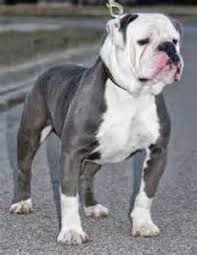 The olde english bulldog is a popular dog breed. Old English Bulldogs Bulldog English Bulldog English Bulldog Puppies