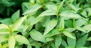 Daun kesum is an essential ingredient for making laksa. 19 Khasiat Daun Kesum Menghilangkan Panau Dan Mengatasi Keputihan Impiana