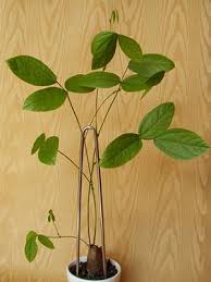 Image result for Dolichos kilimandscharicus