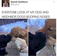 Hidden Valley Wants To Make Ranch Pop Tarts A Real Thing And We Have Some Concerns Cute Dogs Cute Baby Animals Cute Funny Animals