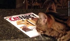 Each issue is dedicated to a particular breed with a centerfold picture, and is packed with healthcare advice. My Personal Farewell To Cat Fancy Magazine Zee Zoey S Cat Chronicles