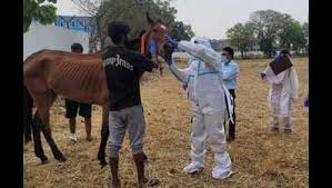 Image result for Glanders