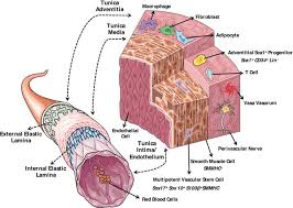 • smooth muscles respond to stretch only briefly, and then adapts to its new length. The Dichotomy Of Vascular Smooth Muscle Differentiation De Differentiation In Health And Disease Intechopen