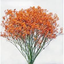 Orange Tinted Million Star Baby S Breath Babys Breath Babys Breath Centerpiece Garden Inspired