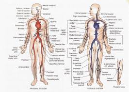Download arteries and veins concept map for free. Printiable Mape Of Arteries And Viens A Artery Vein Map In Octa B Artery Vein Skeleton Map Explore More Available Science Elements And Examples From The Edraw Free Download Version