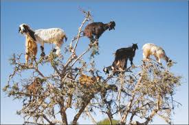 Mountain goats can powerfully scale up the most precipitous slopes with the grace of hooved ballerinas. These Tree Climbing Goats Spread Seeds By Spitting