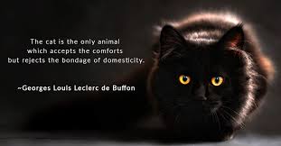 Black cat quotes and sayings from literature. 34 Best Cat Quotes Cute Famous And Comical Quotes Hepper