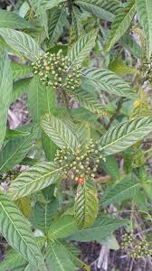 Image result for Psychotria vogeliana