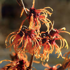 Flowers that bloom in winter and summer. Beautiful Winter Blooms Finegardening