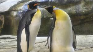 Check out the new ice cream shop that landed in adopt me!new wild penguin pet, how.to get a golden one! Gay Penguins Adopt An Egg After Months Of Trying To Hatch Rocks Science