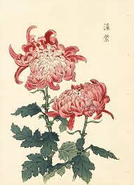 Keika Hasegawa Chrysanthemum Wood Block Prints 1893 Japanese Chrysanthemum Flower Drawing Japanese Woodblock Printing