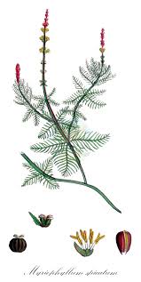 Image result for Haloragaceae