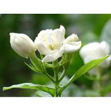 We did not find results for: Fresh Jasmine Flower At Rs 50 Piece Jasminum Sambac à¤šà¤® à¤² à¤• à¤« à¤² Pal Agrotech New Delhi Id 14649674555