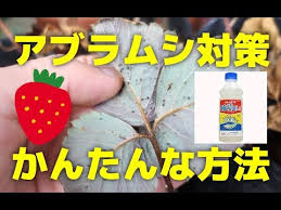 いちごのアブラムシ対策 家庭菜園向けの簡単な方法 Youtube