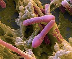 It produces a particular type of exotoxin that affects the nervous system by inhibiting the neuromuscular junction's activity. Clostridium Botulinum Bacteria Download Scientific Diagram