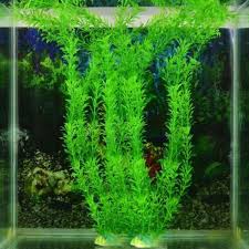 Cukupkah buat menopang hidup secara sejahtera? Top 10 Jual Ikan Hias List And Get Free Shipping F02i3hce
