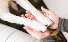 Par exemple, le rêve de chien agréable en islam, voir le chien de quelqu'un de votre entourage indique que cette personne réclame votre secours. Rever De Tuer Un Chien Islam Signification Sens Et Interpretations Nombreuses