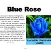 Flower colors can also influence and enhance their effect on mood and atmosphere. 1