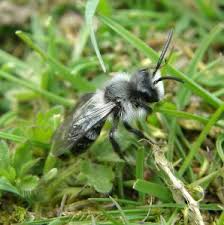 The reason is because the answer to this question comes down to a person's perspective. Ashy Mining Bee Andrena Cineraria Bumblebee Conservation Trust