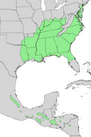 The sweetgum tree is vulnerable to compacted soils and will produce surface roots in that environment. Liquidambar Styraciflua Wikipedia