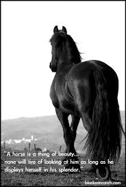 Black And White Paint Horses For Sale In Colorado Horses Of Beauty Colorado Dude Ranch Vacations Horses Pretty Horses Horse Love